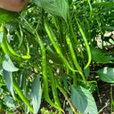Spicy Red Line Pepper Seeds, 0.5g