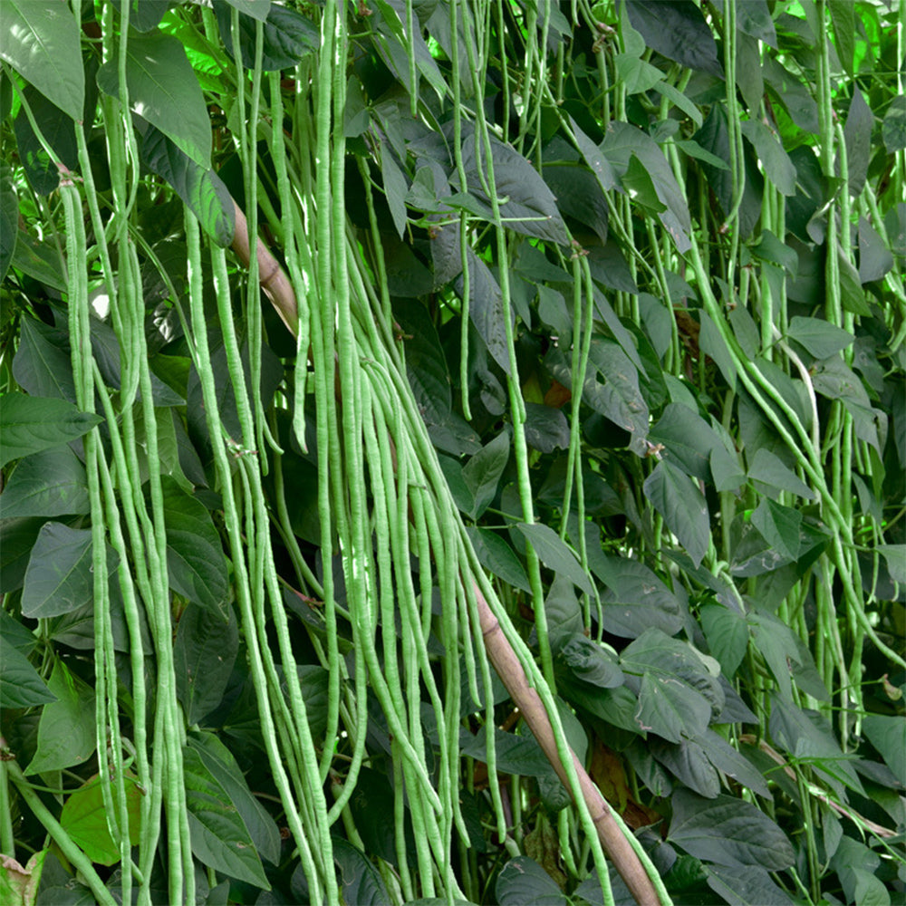 Small Five-leaf Yardlong Bean Seeds, 5 × 5g Bags