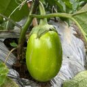 ‘Green Crown’ F1 Eggplant Seeds, 10g