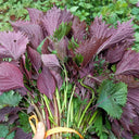 Jiannan Perilla Seeds, 20g