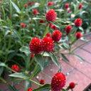 Hezhichun Globe Amaranth Seeds, 1g