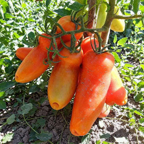 249 Merry Dwarf Tomato, 5 Seeds