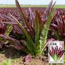 Jiemei Red Leaf Lettuce, 2000 Seeds