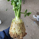 Celeriac 'Giant Prague' Seeds, 2000 Seeds