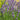 Narrowleaf Lavender, 200 Seeds