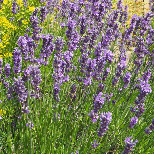 Narrowleaf Lavender, 200 Seeds