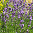 Narrowleaf Lavender, 200 Seeds