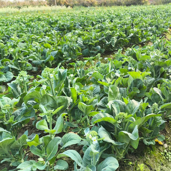 DaBao Chinese Kale Seeds, 10g