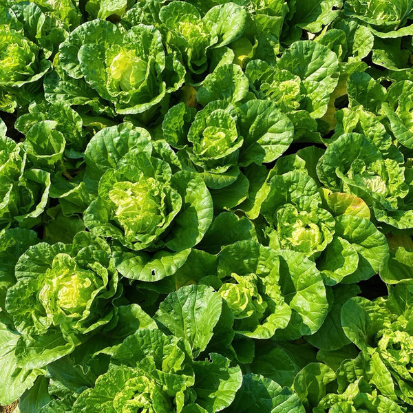 Hongbao Heading Cabbage Seeds, 2000 Seeds