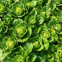 Hongbao Heading Cabbage Seeds, 2000 Seeds