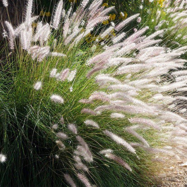 U2222 Purple Fountain Grass, 200 Seeds