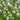 White Prairie Clover, 10 Seeds