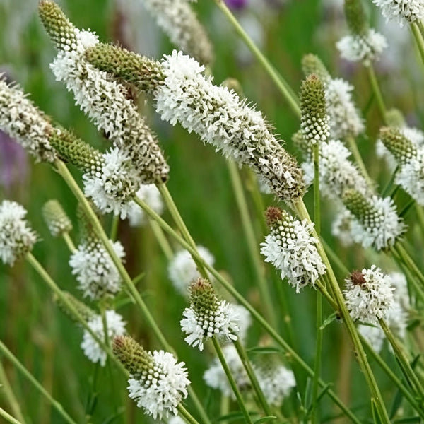 White Prairie Clover, 10 Seeds