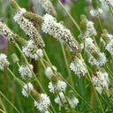 White Prairie Clover, 10 Seeds