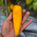658 Yellow Pepper Tomato, 5 Seeds