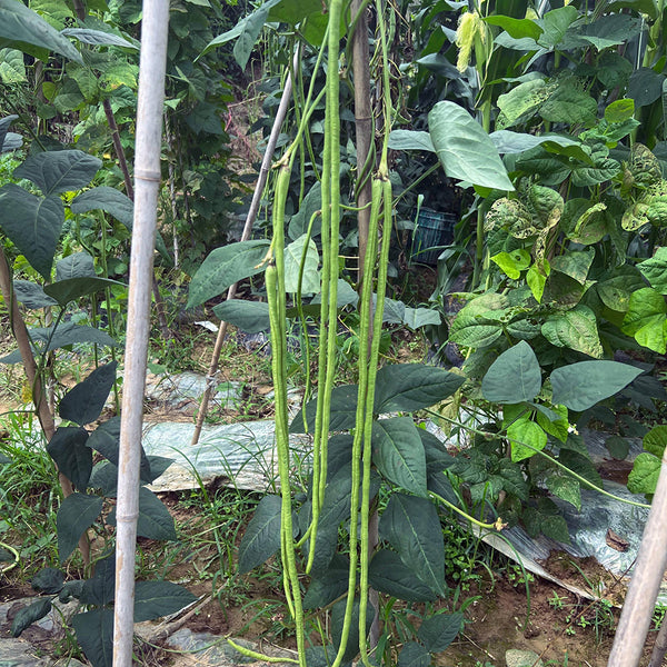 Long Dragon Cowpea Seeds, 50g