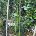 Long Dragon Cowpea Seeds, 50g