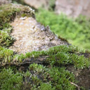 Silver Moss Seeds, 500 Seeds