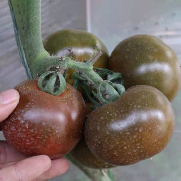 'Big Black Beauty' Tomato Seeds, 6 Seeds