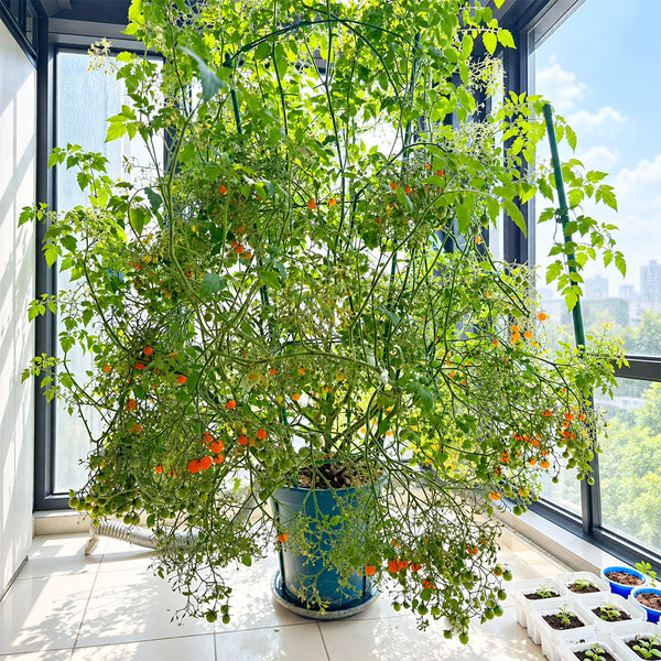 272 Microberry Tomato, 5 Seeds