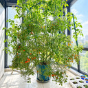 272 Microberry Tomato, 5 Seeds