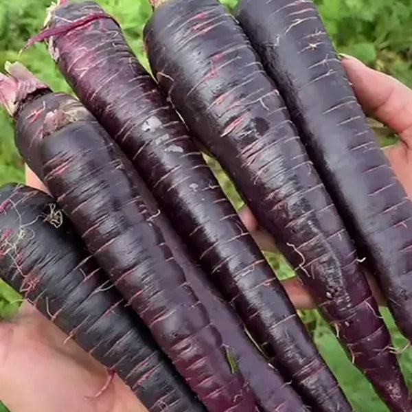 Purple Skin Yellow Flesh Carrot Seeds, 3g
