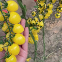 Cream White Cherry Tomato F1 Seeds, 20 Seeds