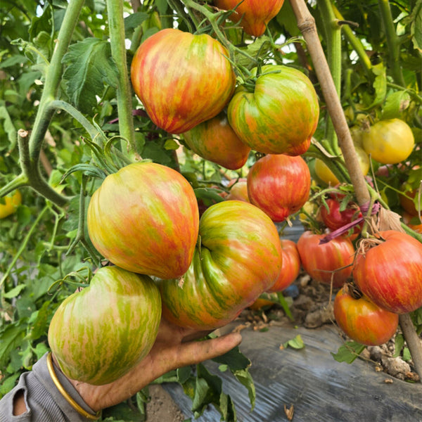 Kozula 151/1 Tomato, 5 Seeds