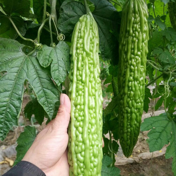 Emerald Green Bitter Melon Seeds, 20 Seeds
