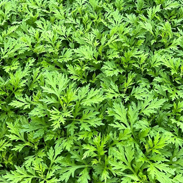Fragrant Artemisia, 500 Seeds
