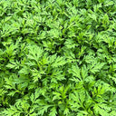 Fragrant Artemisia, 500 Seeds