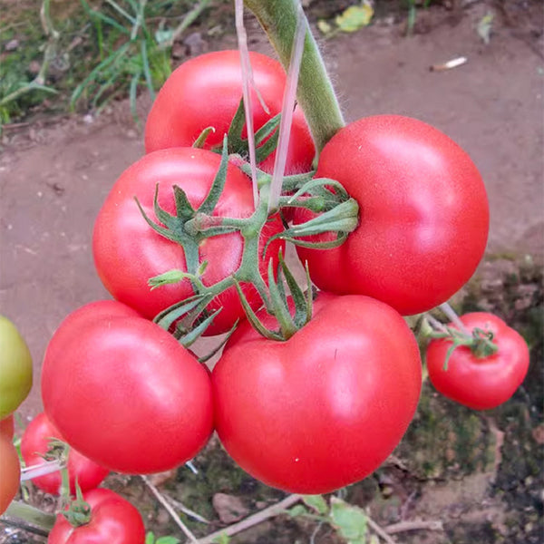 Maofen 802 Tomato, 100 Seeds