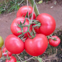 Maofen 802 Tomato, 100 Seeds