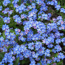 Blue Alpine Forget-Me-Not, 200 Seeds