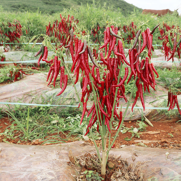 Chaodi Pepper Seeds, 0.3g