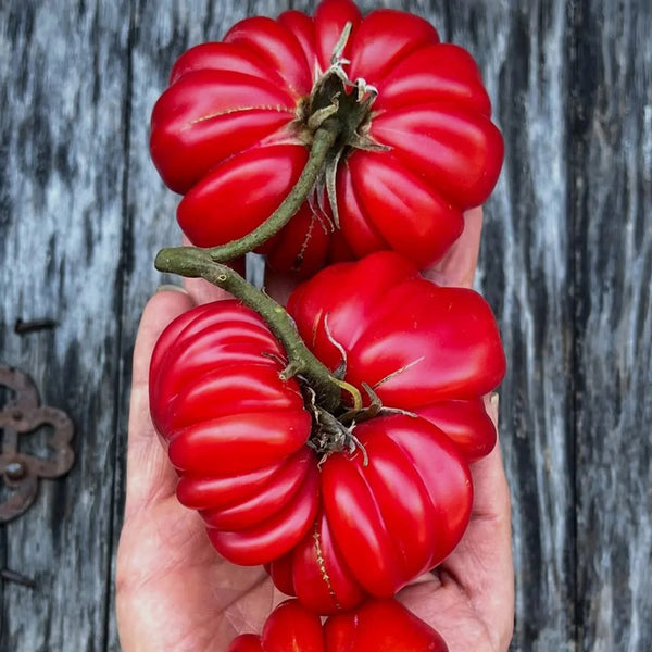 Mushroom Basket Tomato, 20~30 Seeds