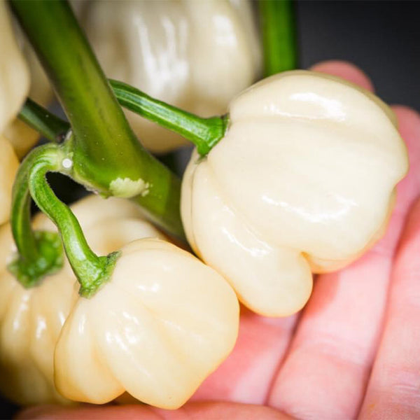 White Habanero Pepper, 5 Seeds