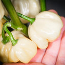 White Habanero Pepper, 5 Seeds