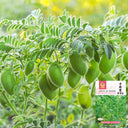 Kabuli Chickpea Seeds, 20g