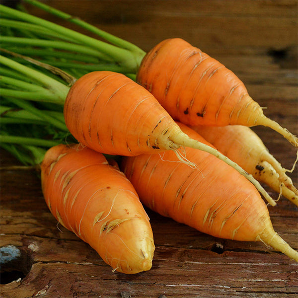 U2225 Oxheart Carrot, 50~100 Seeds
