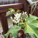 Turkey Berry, 500 Seeds