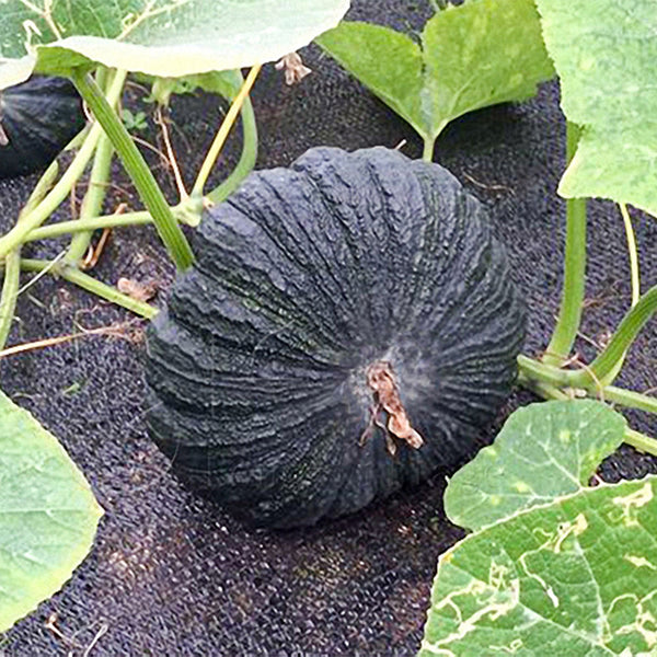 Honey Black No.2 Pumpkin Seeds, 10g