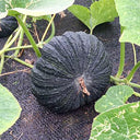 Honey Black No.2 Pumpkin Seeds, 10g
