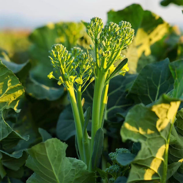 Qinghuatai No.1 Broccolini Seeds, 1000 Seeds