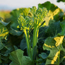 Qinghuatai No.1 Broccolini Seeds, 1000 Seeds
