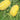 'Jinshuai 02 Golden Robe' Watermelon Seeds, 200 Seeds