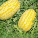 'Jinshuai 02 Golden Robe' Watermelon Seeds, 200 Seeds