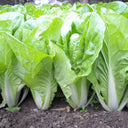 'Jiemei' Fast-growing Bok Choy Seeds, 10g