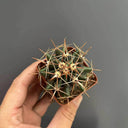 Ferocactus peninsulae, 3-4cm