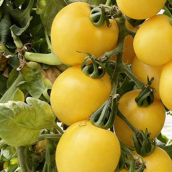 Super Sweet Yellow Peach Fruit Tomato, 100 Seeds